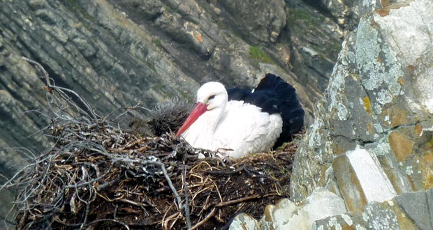 Natur in der Algarve - Ein Storch in seinem Nest in den Klippen