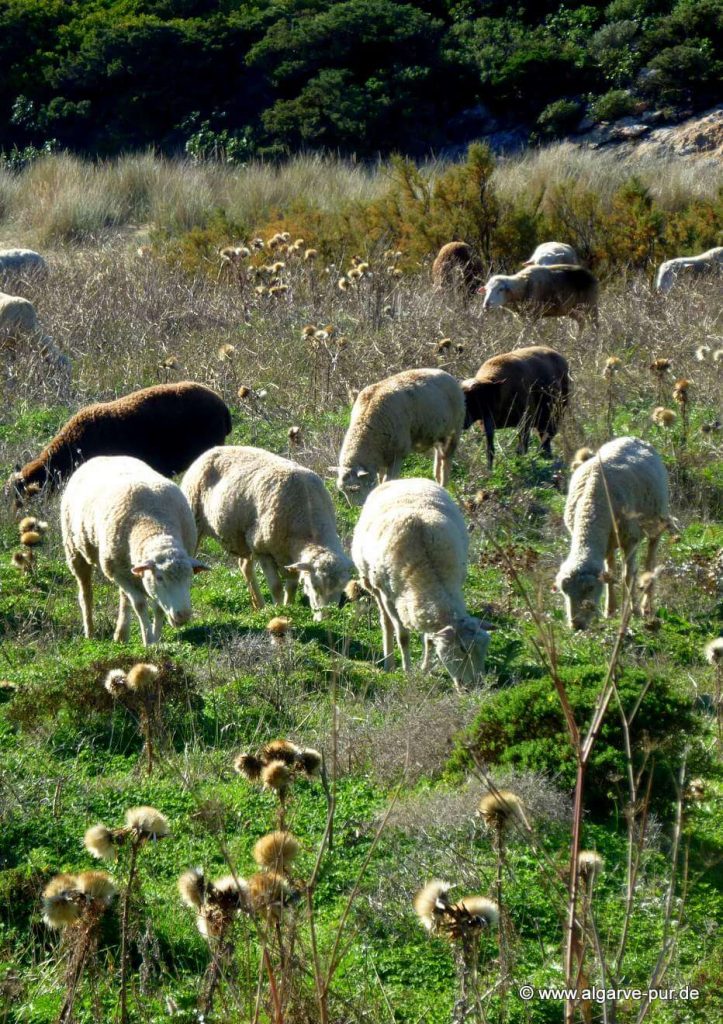 Rota Vicentina: Der Wanderweg von Arrifana nach Carrapateira