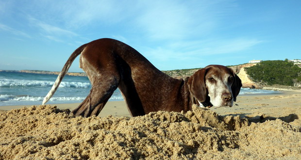 Algarve-Urlaub mit Hund-Ferienwohnungen mit Hund