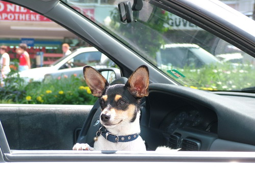 Anreise-Algarve: Autofahren mit Hund