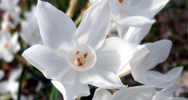 Natur in der Algarve - weiße Blüte