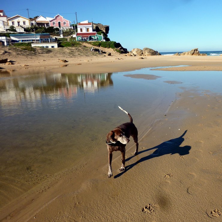 Lucy am Praia Monte Clerigo