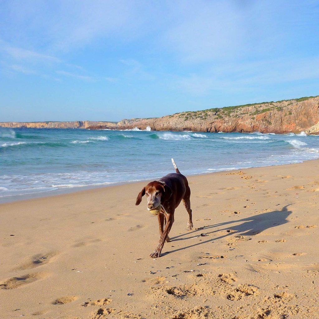 Algarve Urlaub mit Hund