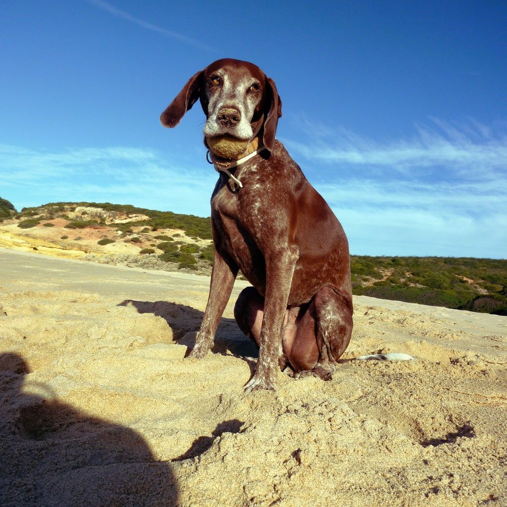 Unser Hund Lucy spielt am Strand in der Algarve