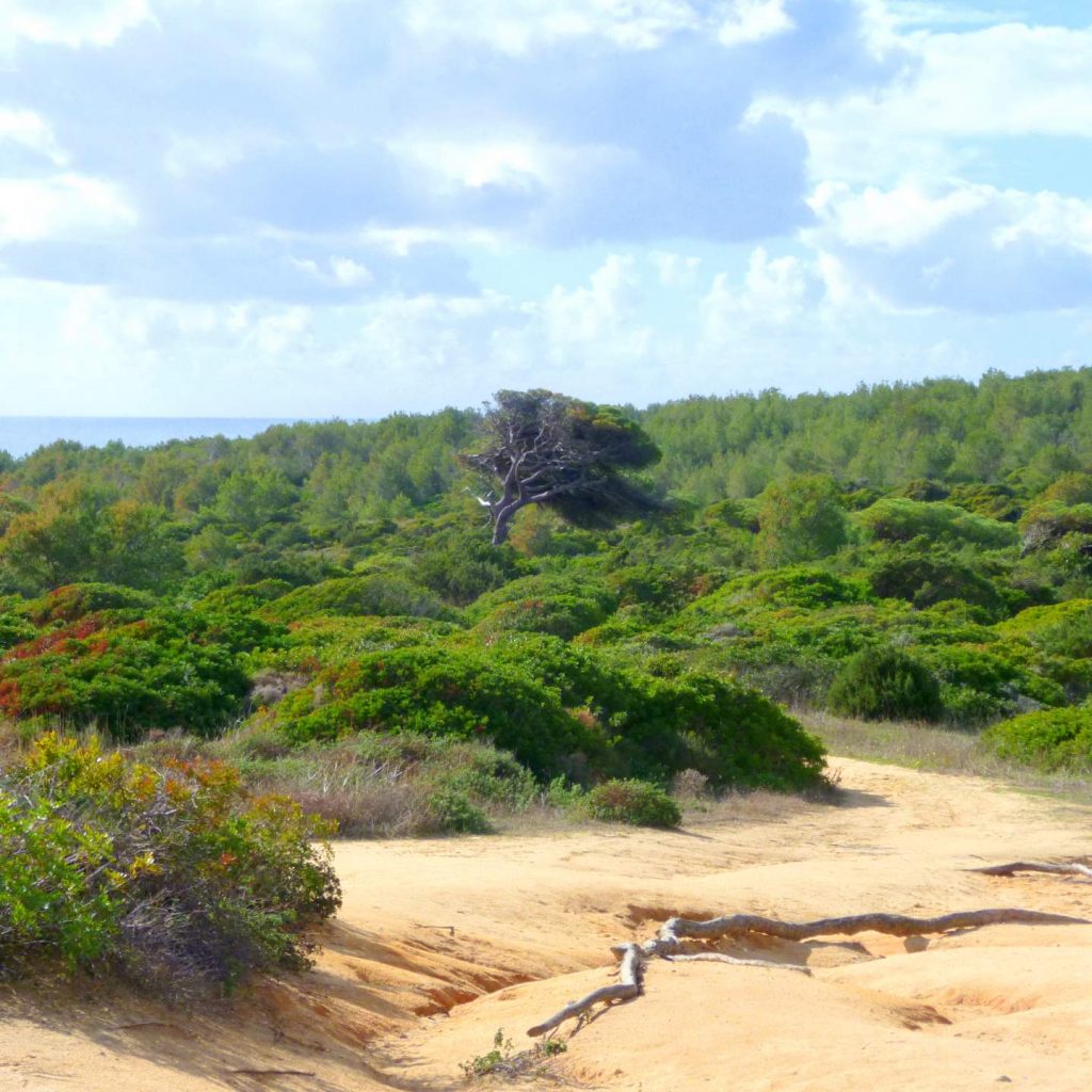 Wanderung vom Praia da Marinha zum Praia de Benagil.