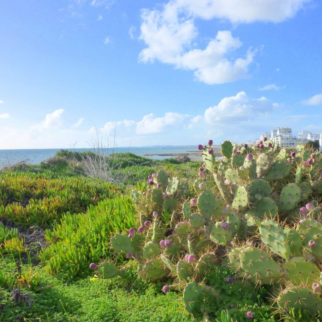 Urlaub in Quarteira, Algarve