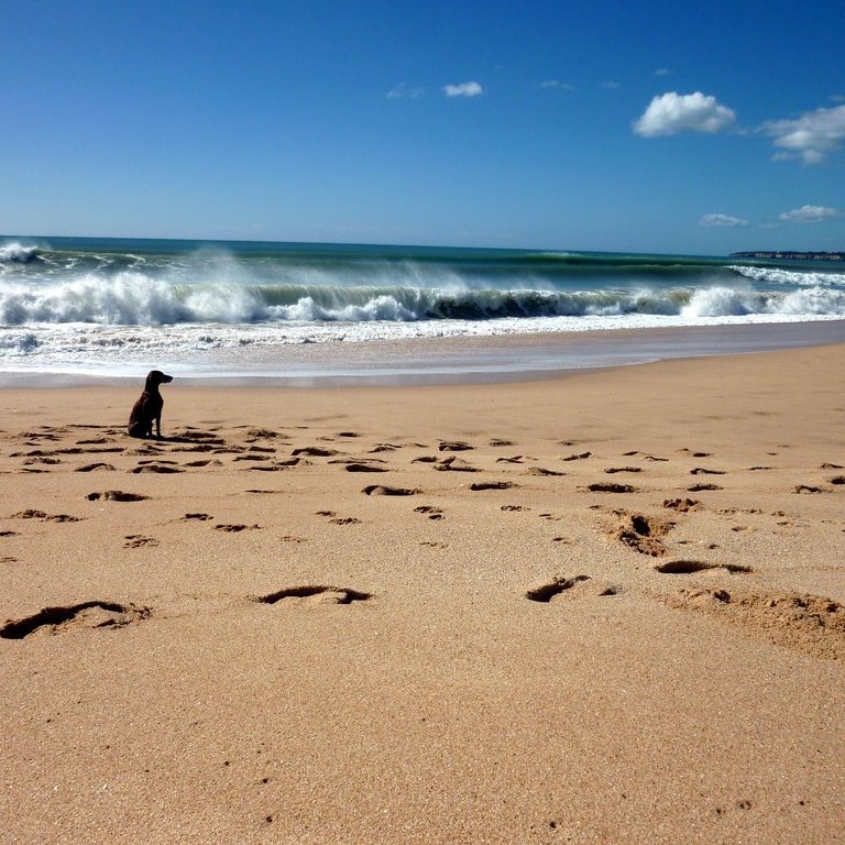 Unser Hund Lucy am Praia Grande in der Algarve