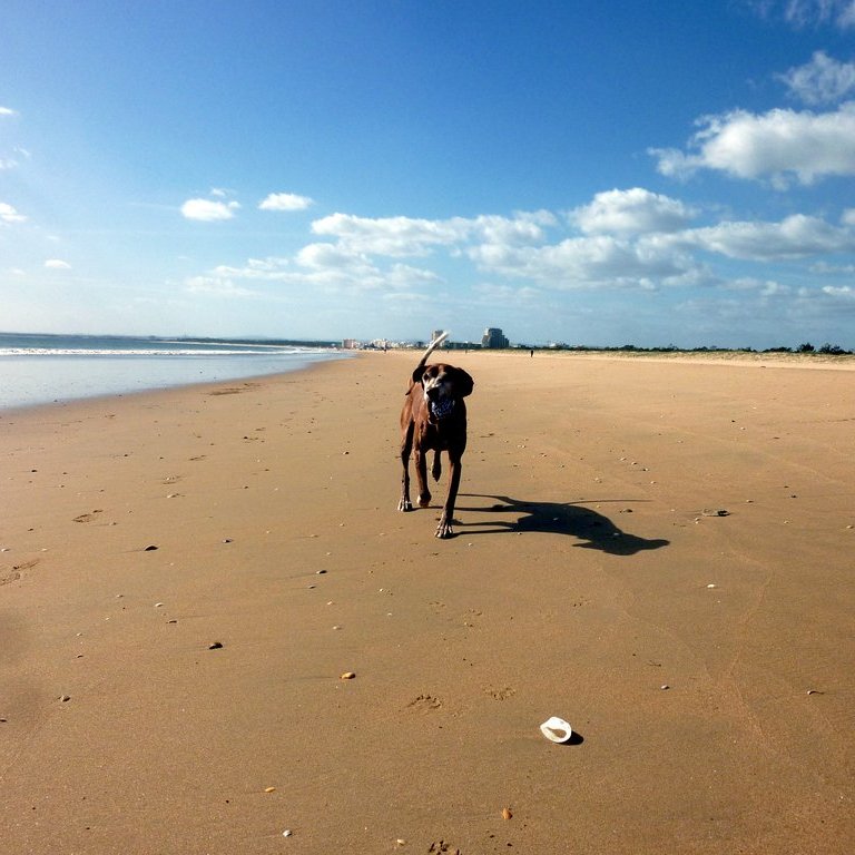Unser Hund Lucy am Strand von Monte Gordo