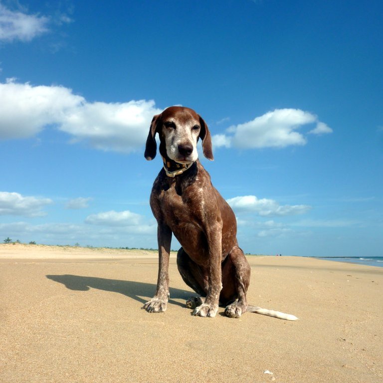Unser Hund Lucy in der Algarve