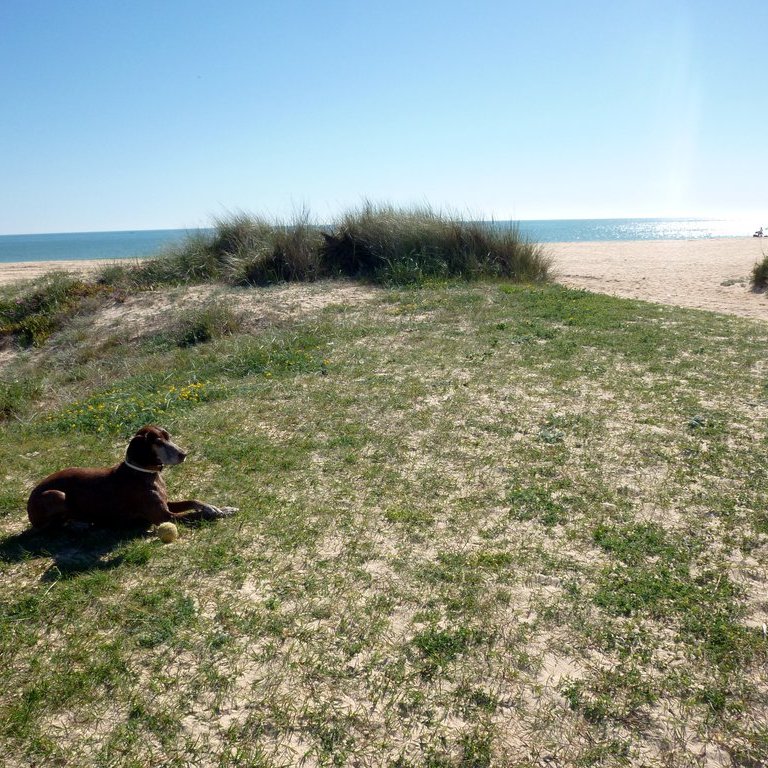 Lucy in den Dünen bei Quarteira