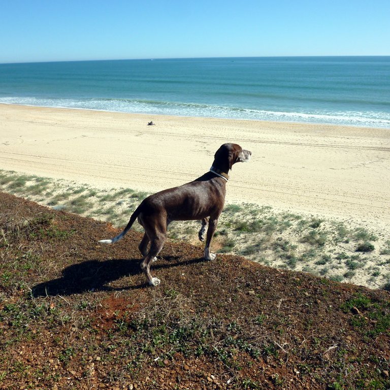 Unser Hund Lucy am Praia da Falesia