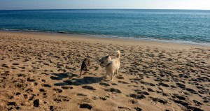 Urlaub mit Hund in Quarteira, Algarve, Portugal